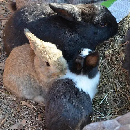 Apartmenthaus Sabine