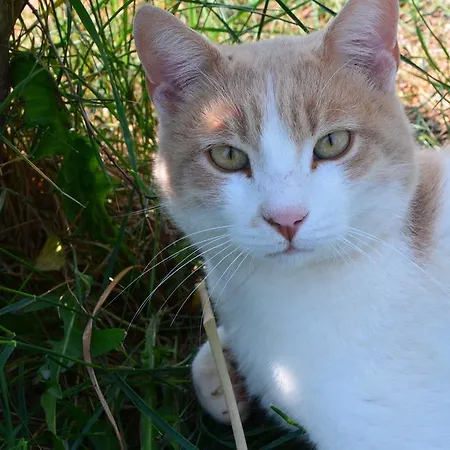 Apartmenthaus Sabine Nova Vas